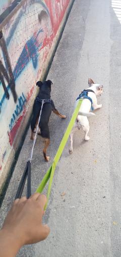 Service : garde animaux Service : garde animaux