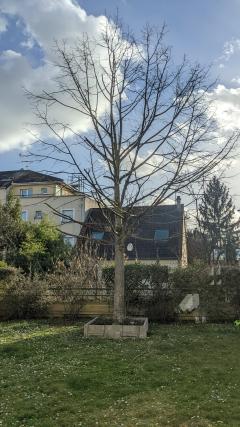 Service : elagage Service : elagage