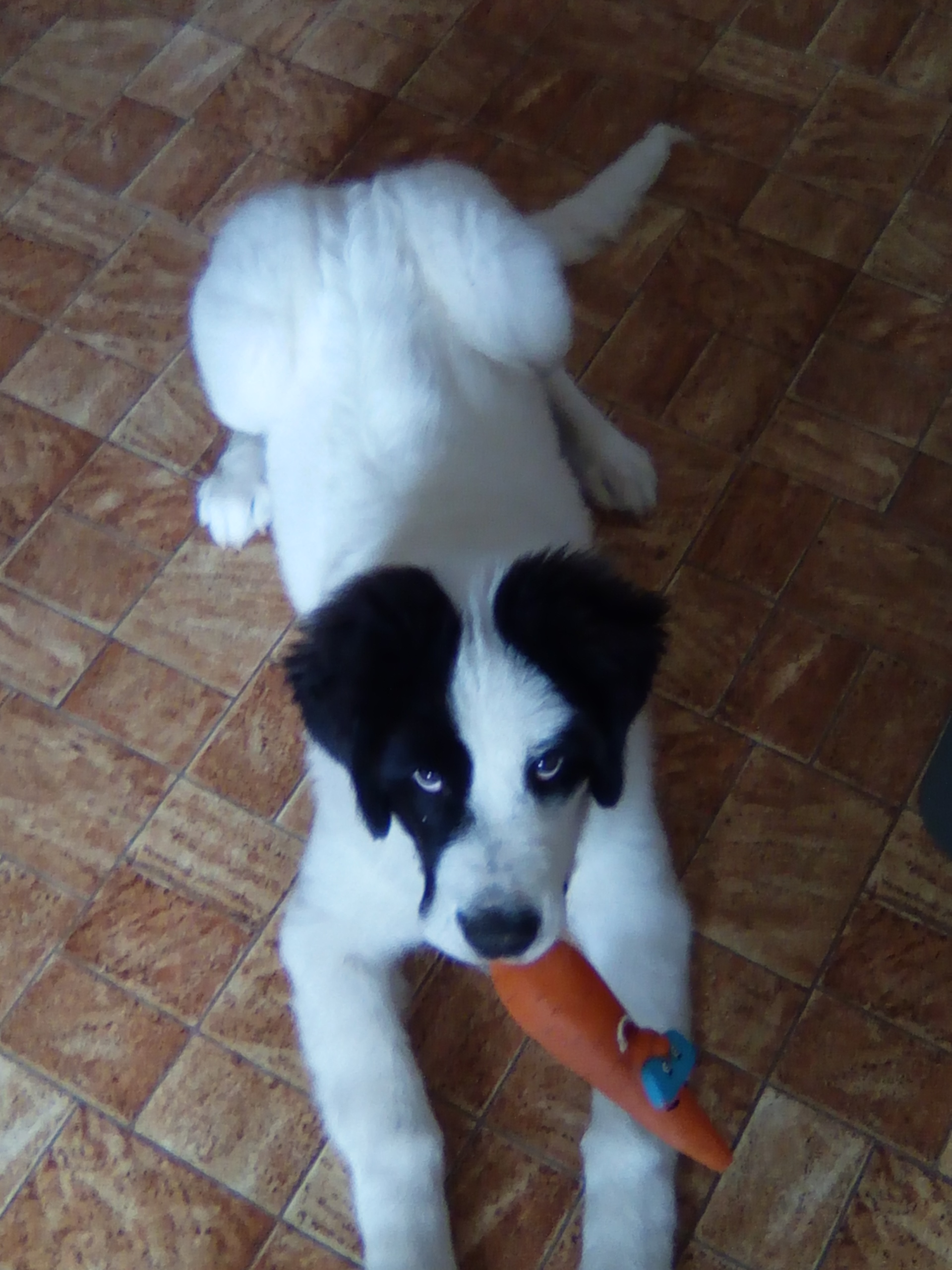 Service chien 42 entre particuliers