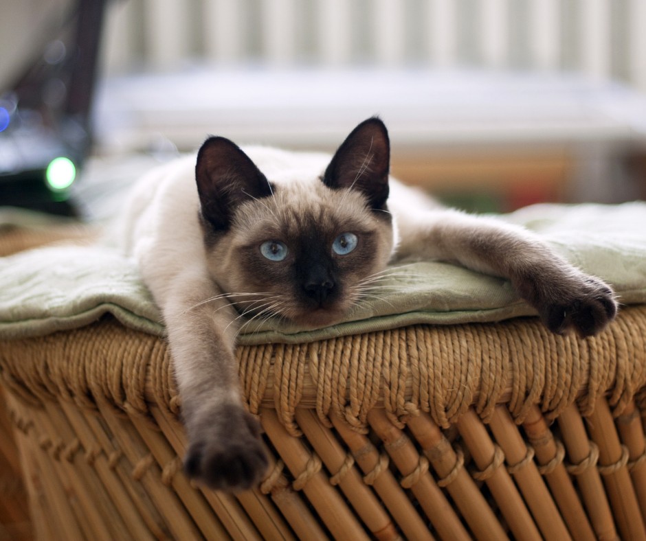Service chat 75 entre particuliers