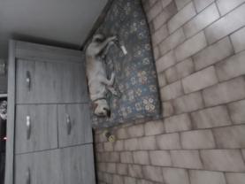 Service : chien Service : chien