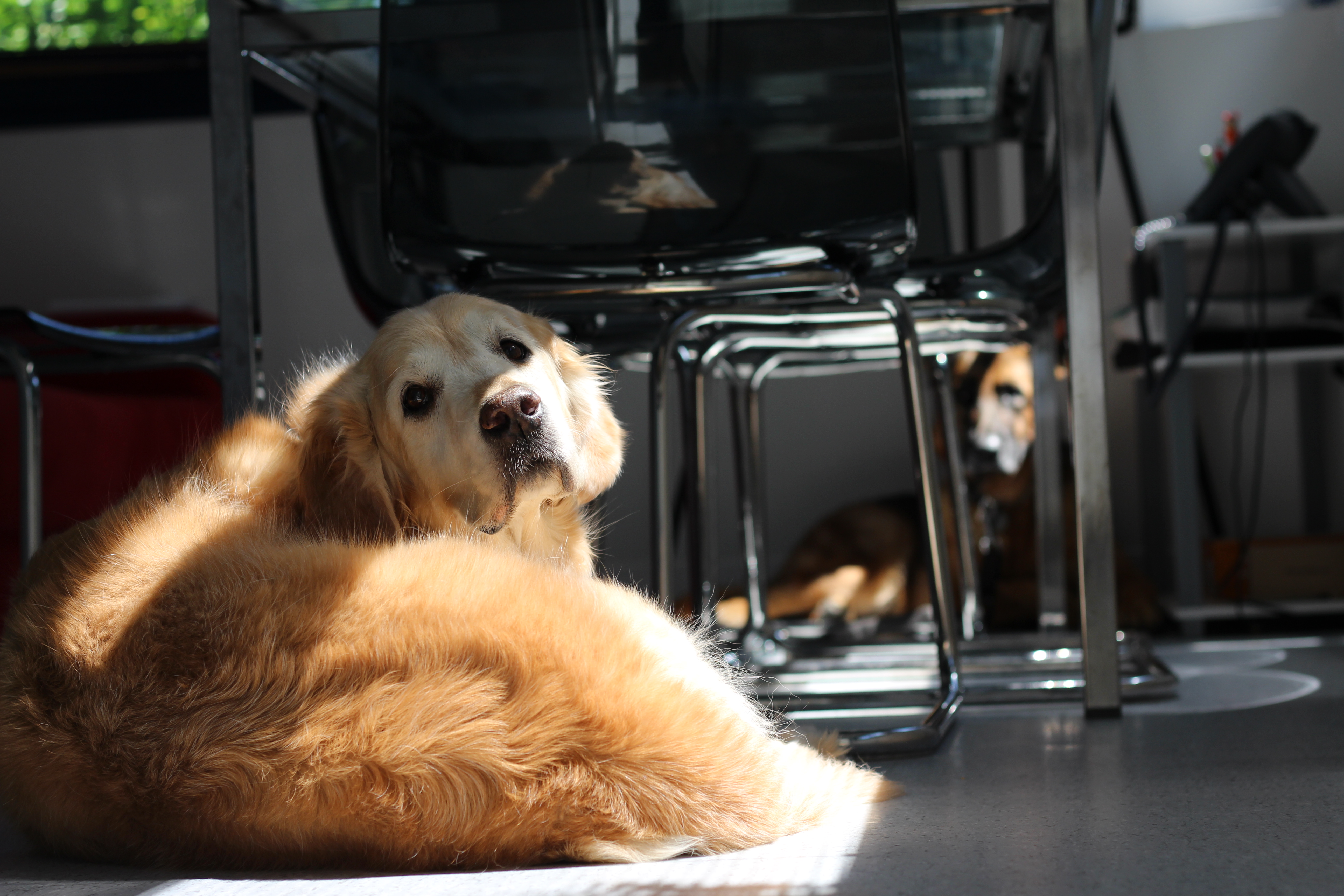 Service chien 13 entre particuliers