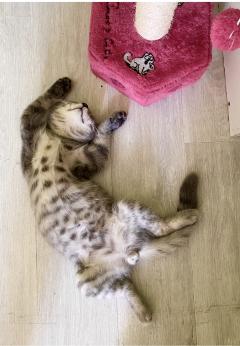 Service : chat Service : chat