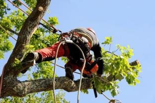 Elagueur professionnel pour arbres dangereux et arbres difficiles d'accès  en Gironde 33 - Elagage & Paysage