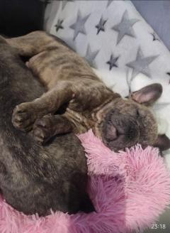 Service : garde animaux Service : garde animaux