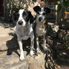 Demander ce petsitter