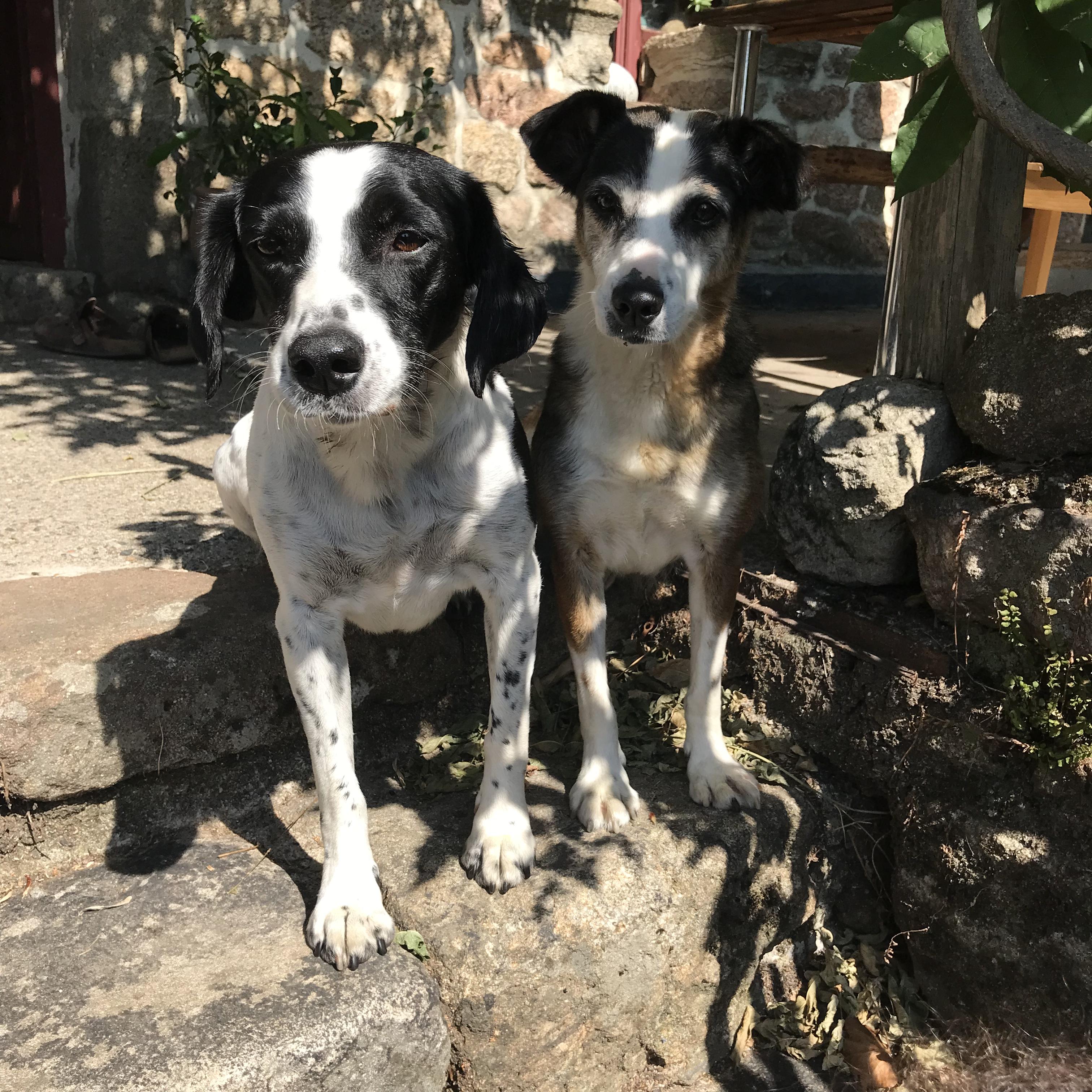 Service chien 07 entre particuliers