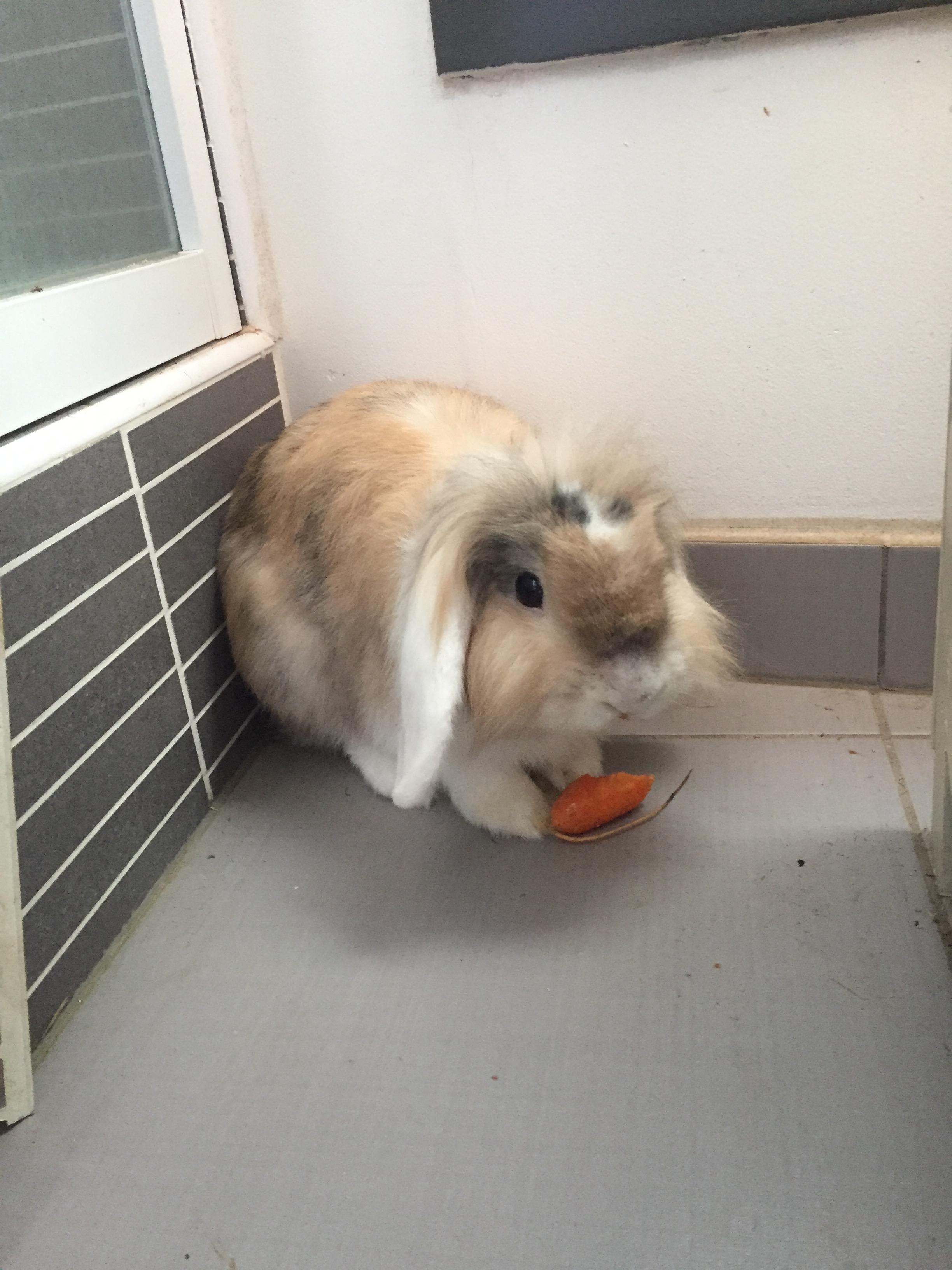 Service garde lapin 33 entre particuliers