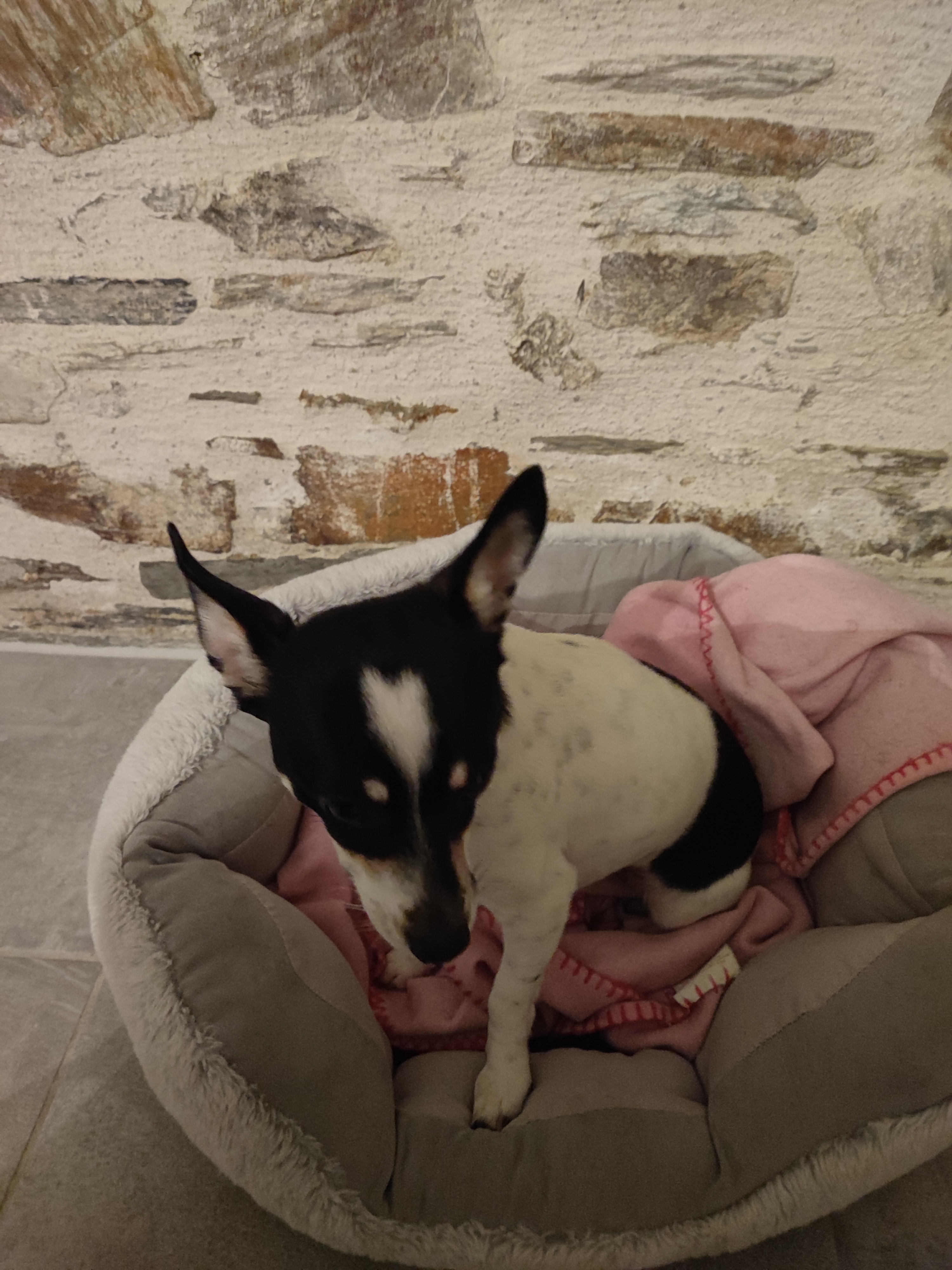 Service chien 44 entre particuliers