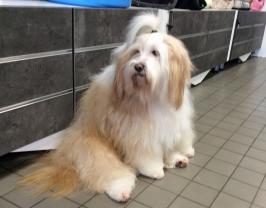 Service : chien Service : chien