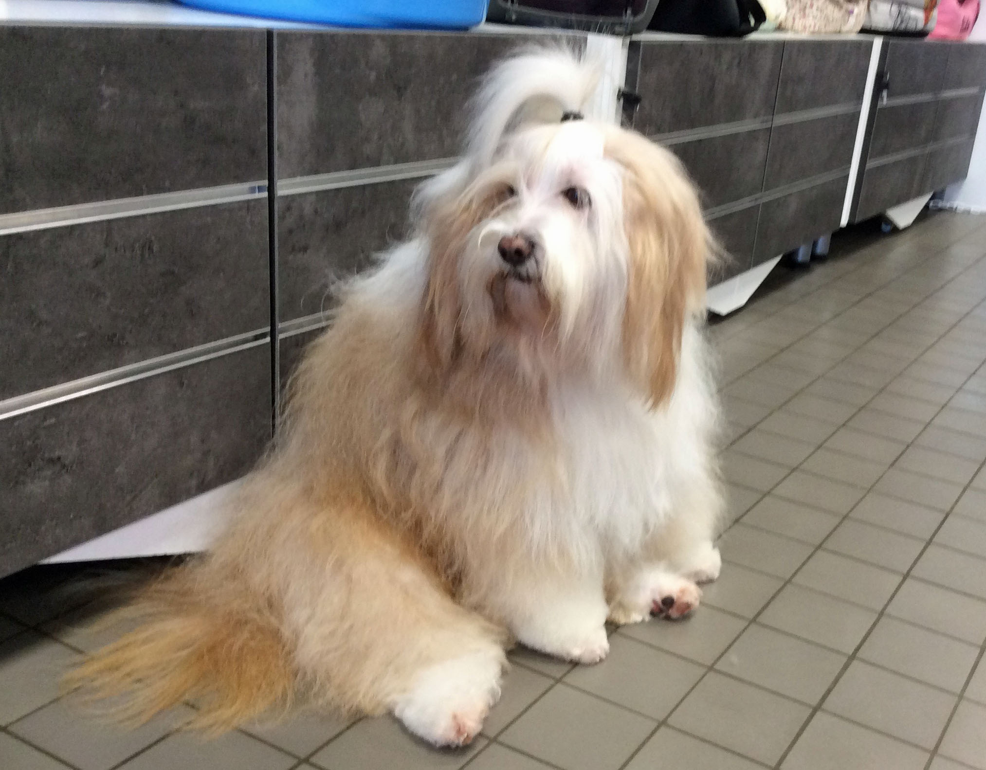 Service chien 51 entre particuliers