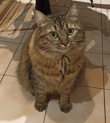 Service chat 74 entre particuliers