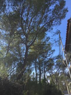 Service : elagage Service : elagage