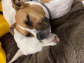 Service : chien Service : chien