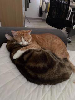 Service : chat Service : chat