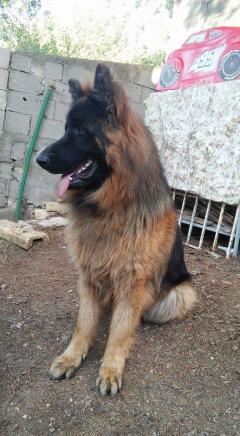 Service : garde animaux Service : garde animaux