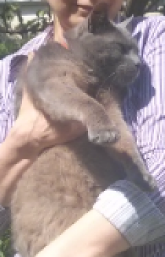 Service : chat Service : chat