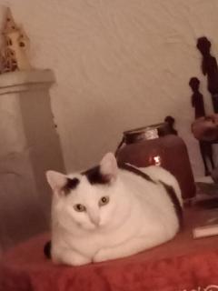 Service : garde animaux Service : garde animaux