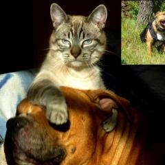 Service : chat Service : chat