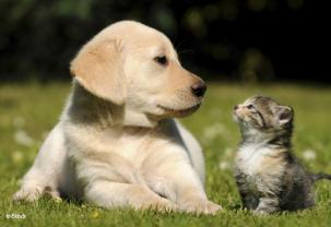 Service garde animaux entre particuliers