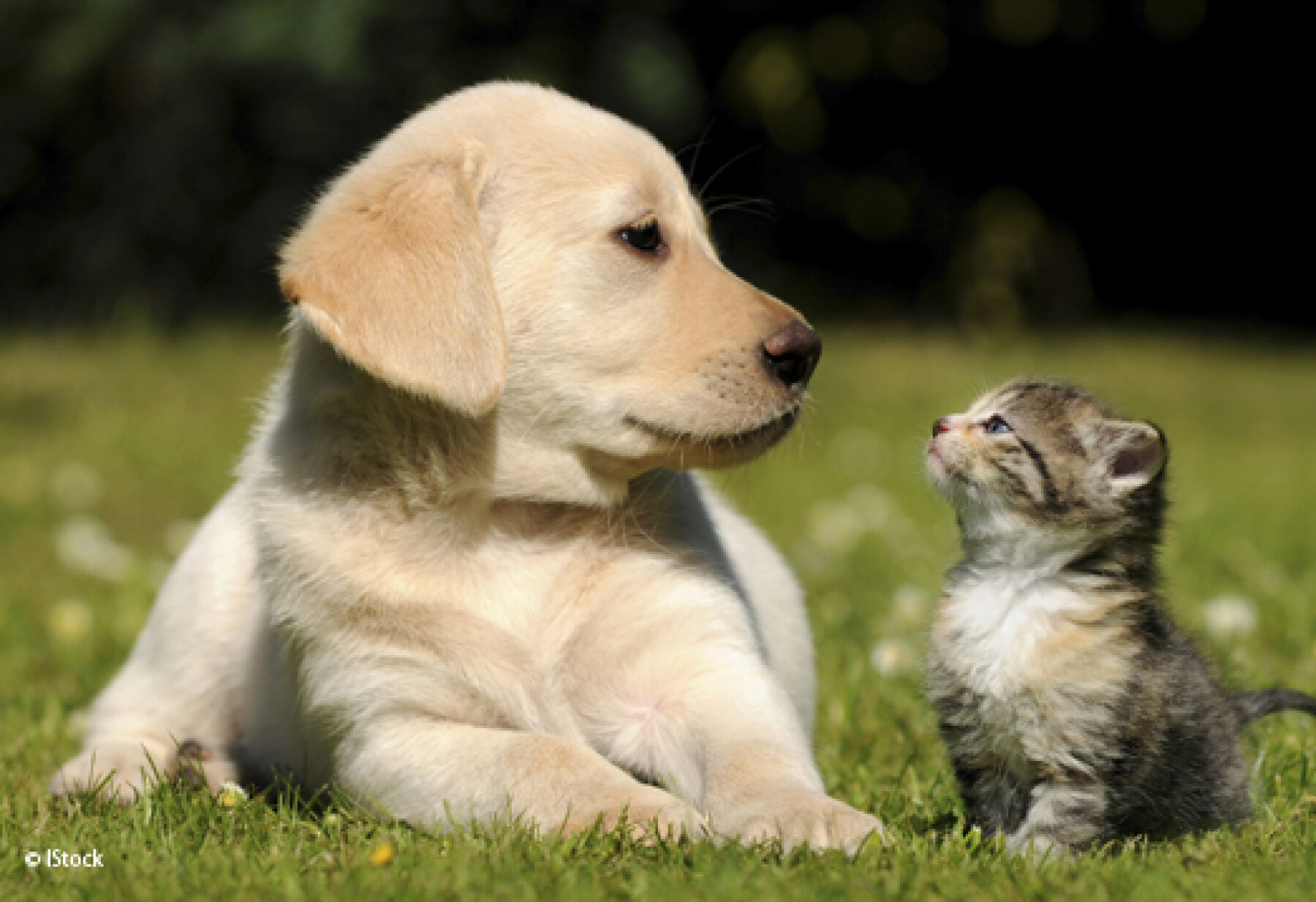 Service garde animaux 31 entre particuliers