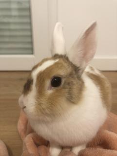 Service : garde animaux Service : garde animaux