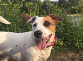 Service : chien Service : chien