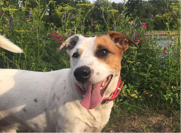 Service chien 06 entre particuliers