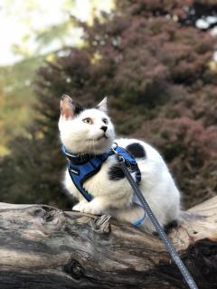 Service : garde animaux Service : garde animaux