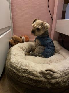 Service : oiseaux Service : oiseaux