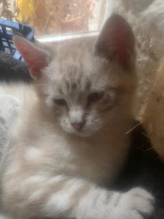 Service : service a personne Service : service a personne