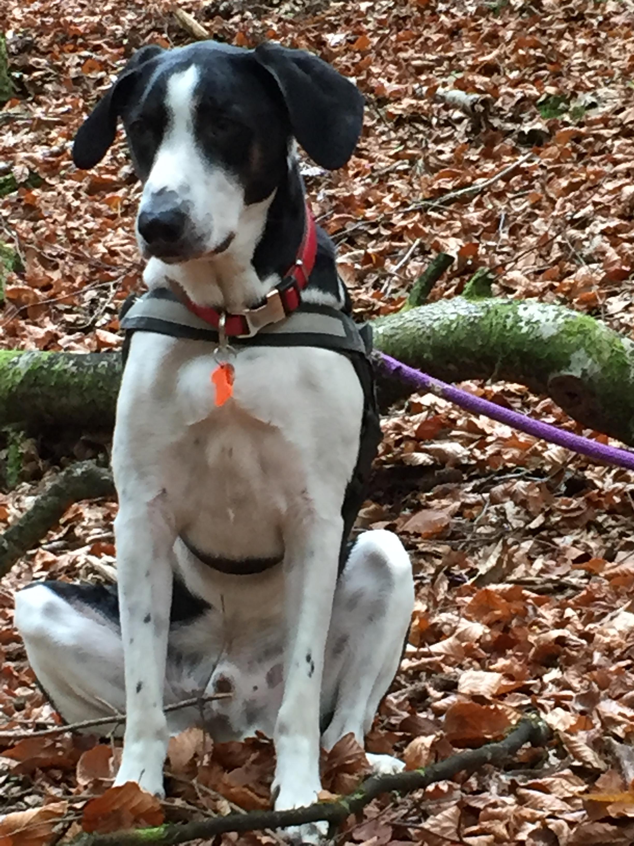 Service chien 38 entre particuliers