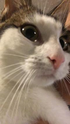 Service : chat Service : chat