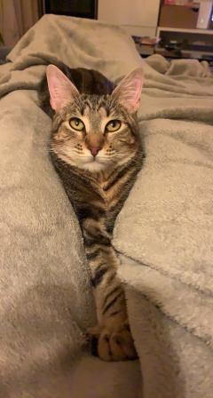 Service : garde animaux Service : garde animaux