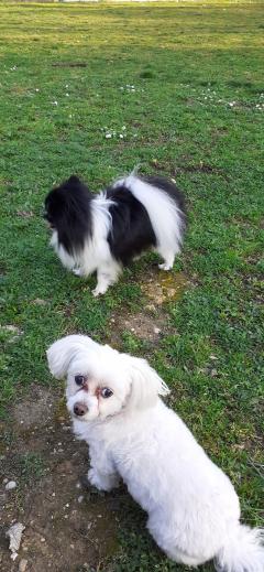 Service : chien Service : chien