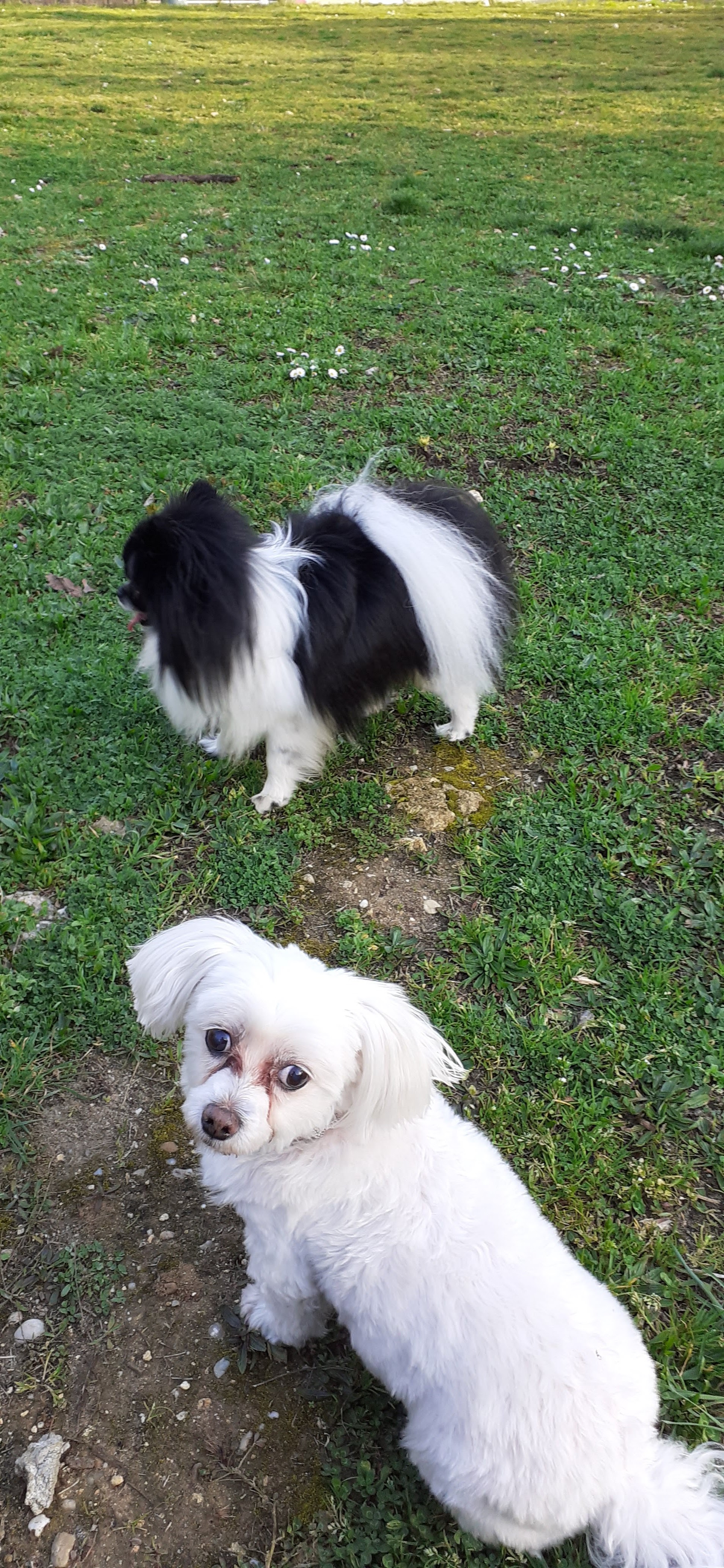Service chien 33 entre particuliers