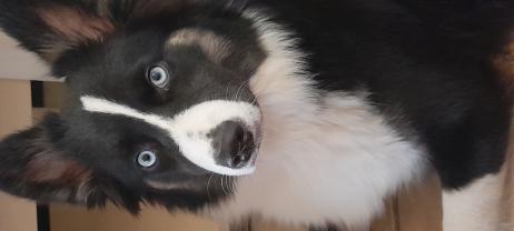 Service : chien Service : chien