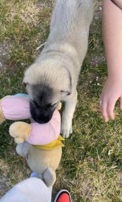Demander ce petsitter