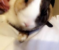 Service : garde lapin Service : garde lapin