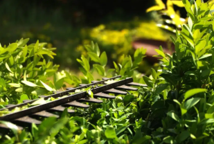 Service jardinage