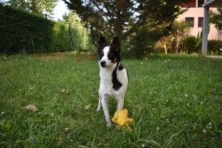 Demander ce petsitter