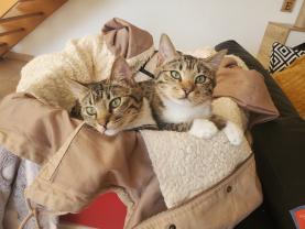 Demander ce catsitter