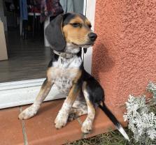 Service : garde animaux Service : garde animaux