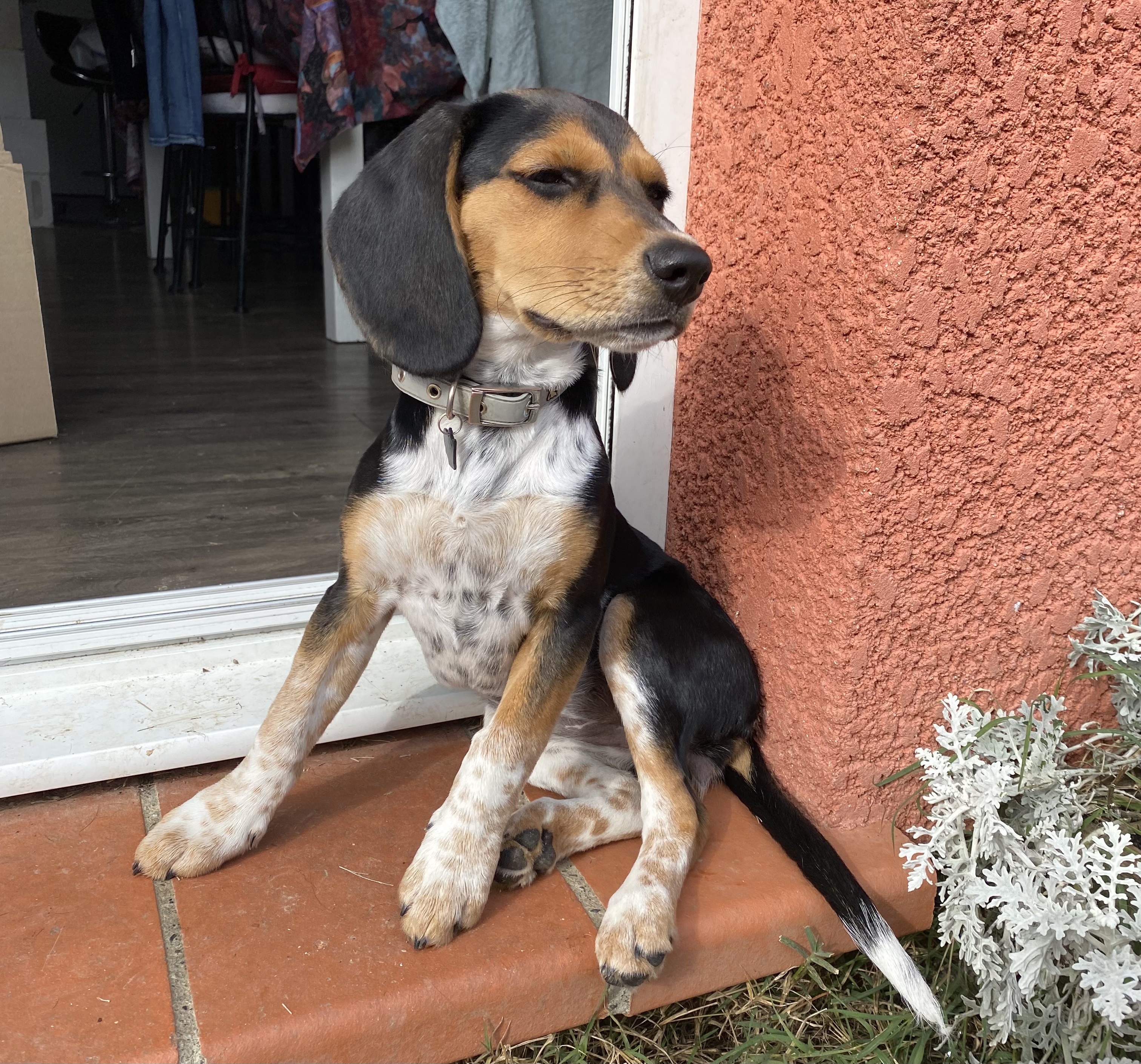 Service garde animaux 31 entre particuliers