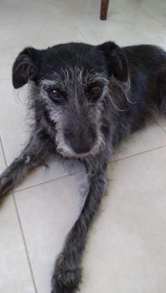 Demander ce petsitter