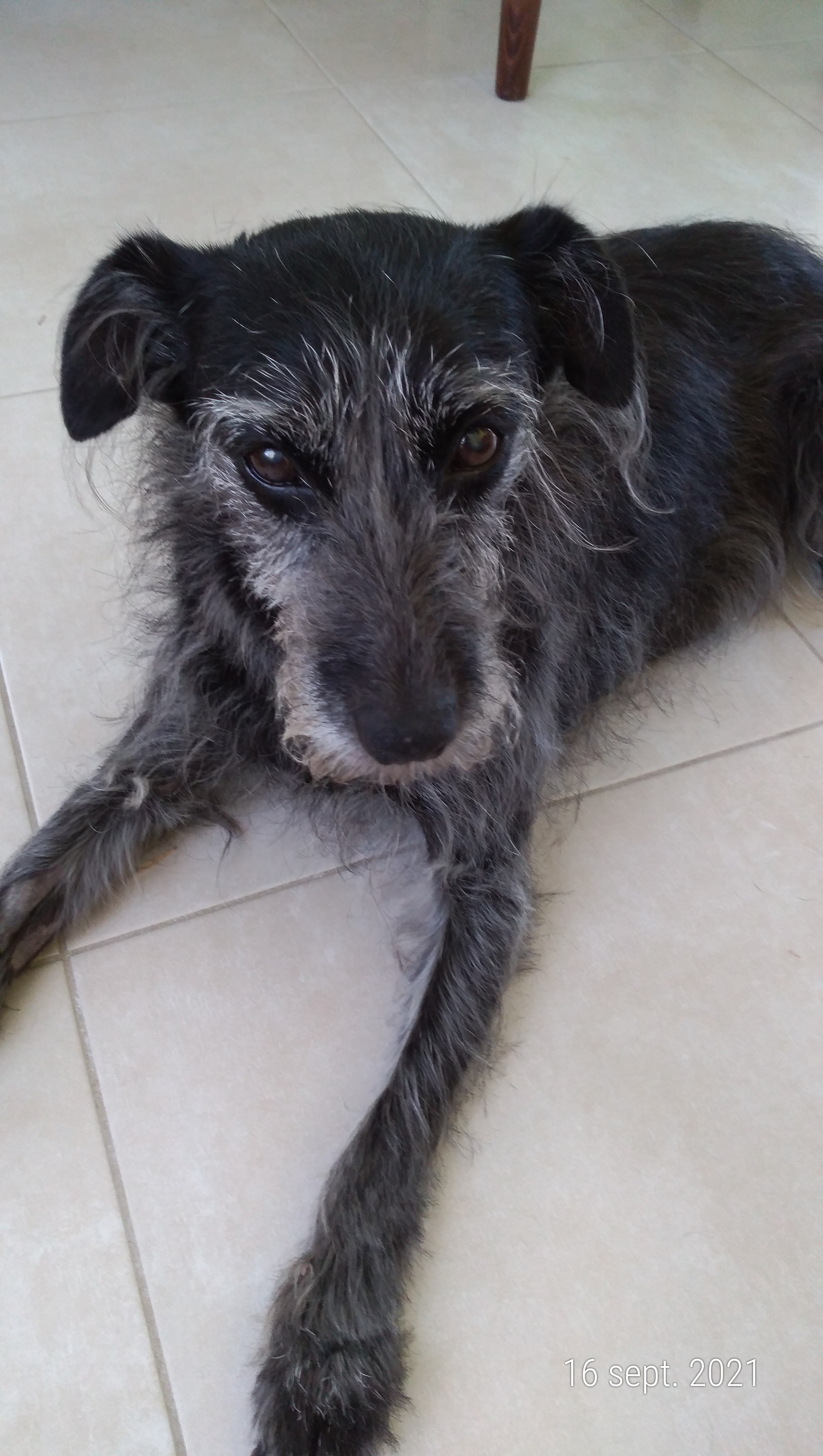 Service chien 17 entre particuliers