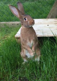 Service : rongeur Service : rongeur