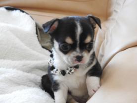 Demander ce petsitter
