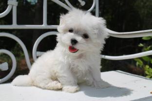 Service : chien Service : chien