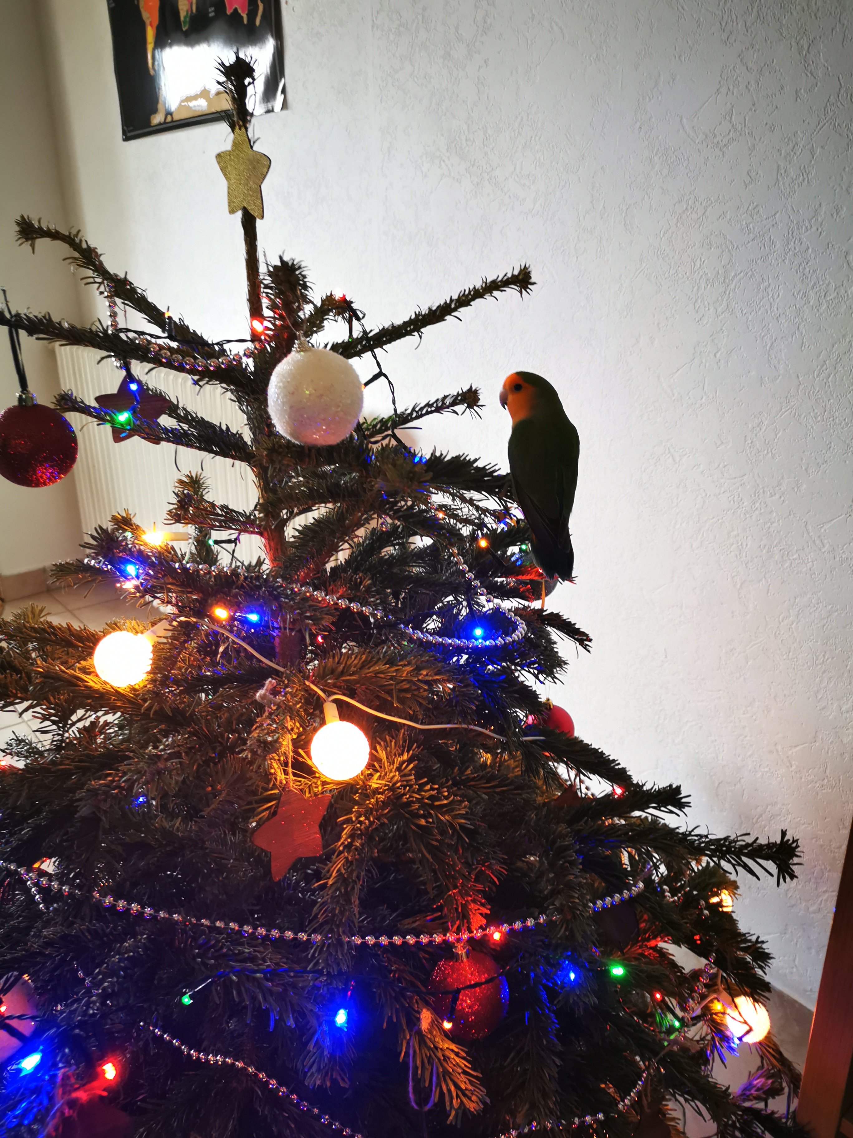 Service oiseaux 26 entre particuliers